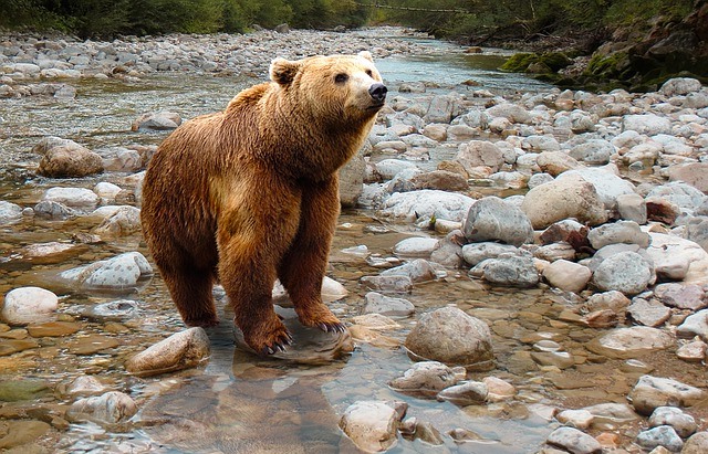 bear