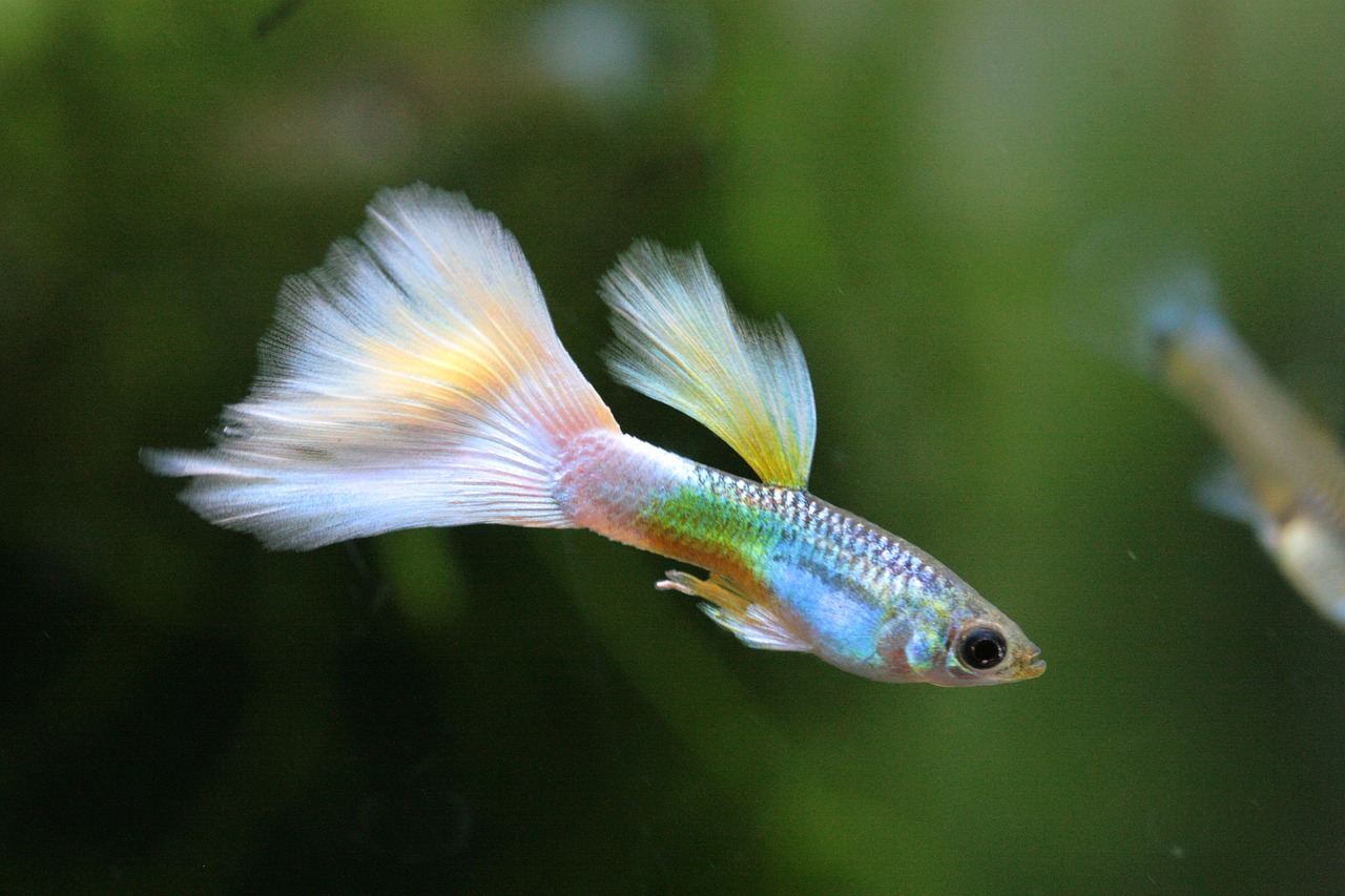 Fish