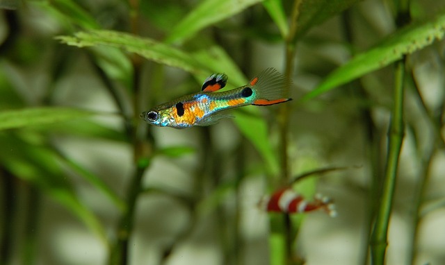 Fish